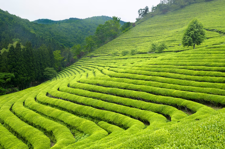 Tea Startup